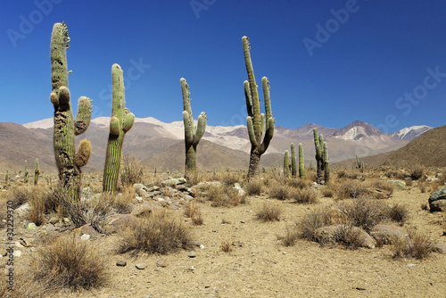 Cactus Cardon dans le désert Argentin