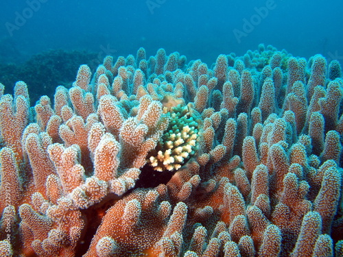 Underwater inhabitants of the South-Chinese sea, soft coral