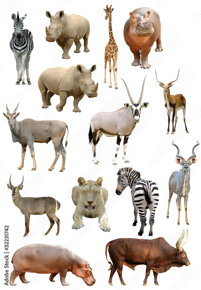 Naklejka premium african animals collection isolated