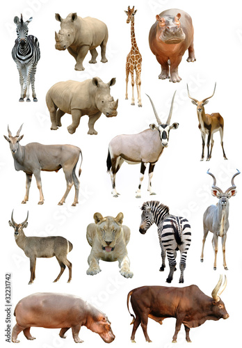 african animals collection isolated