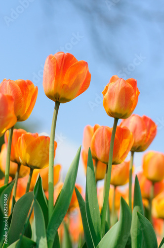 tulips
