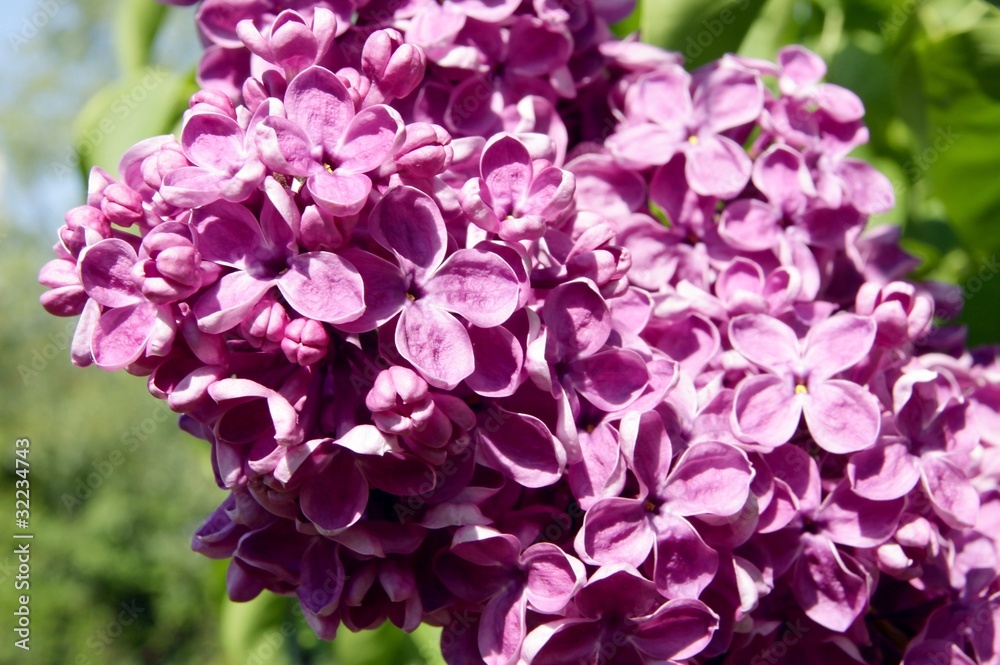 purple flowers of lilac purple flowers of lilac