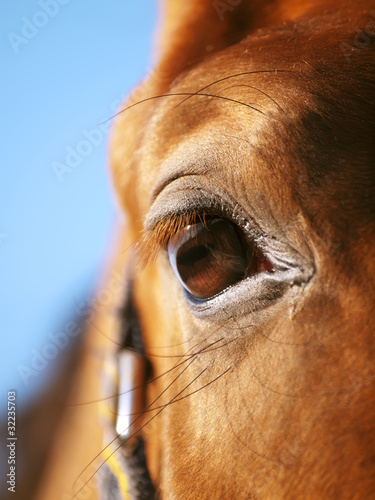 eye of red horse closeup at blue sky © anakondasp