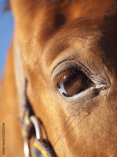 eye of red horse closeup at blue sky