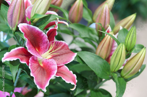 bouquet de lys rose inetnse - lilium / liliacée photo