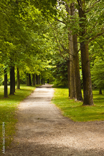 Hiking trail in the woods