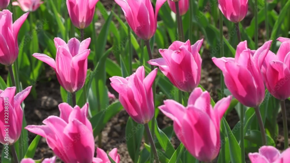 pink tulips, closeup of flowerbed pink tulips, closeup of flowerbed