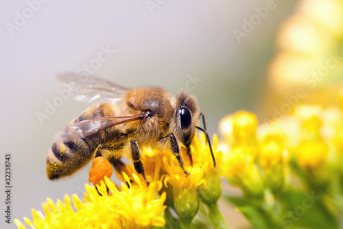Honey Bee © Sergey Lavrentev