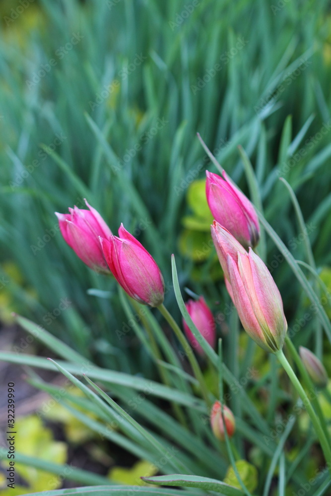 Fototapeta premium Spring flowers