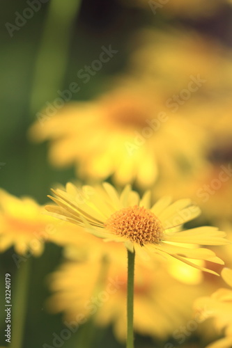 Yellow camomiles