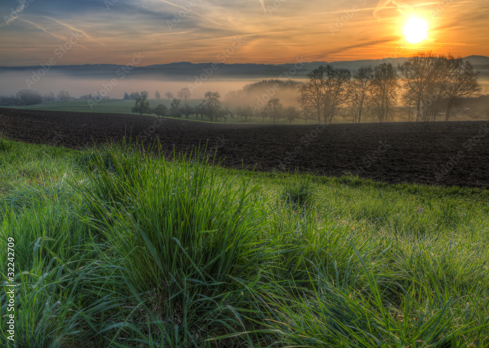 Fototapeta premium dewy grass at sunrise with fog