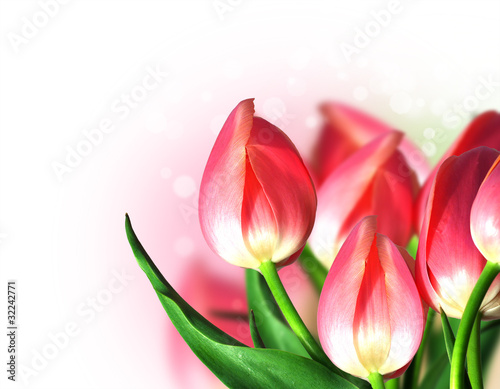 Fototapeta Naklejka Na Ścianę i Meble -  Beautiful tulips with light bokeh