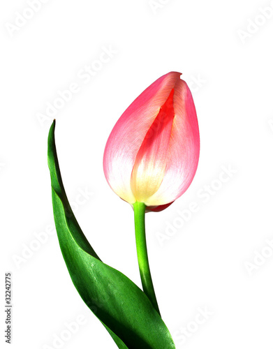 Tulip isolated