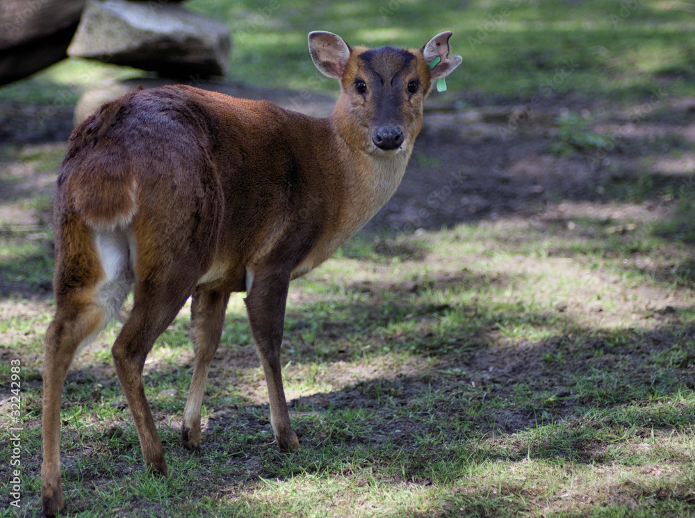 reeye's muntjac