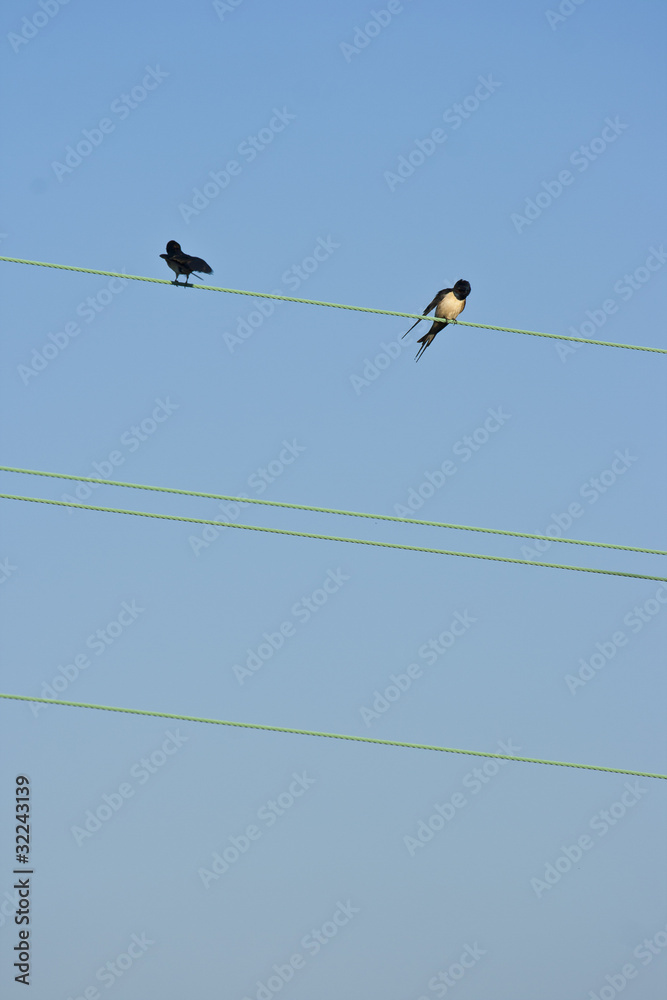 two swallows