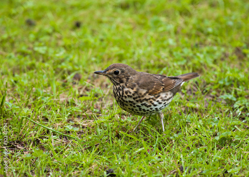 Song Thrush (Turdus philomelos)