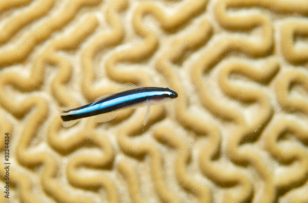 Fototapeta premium Neon Goby with Brain Coral in background.