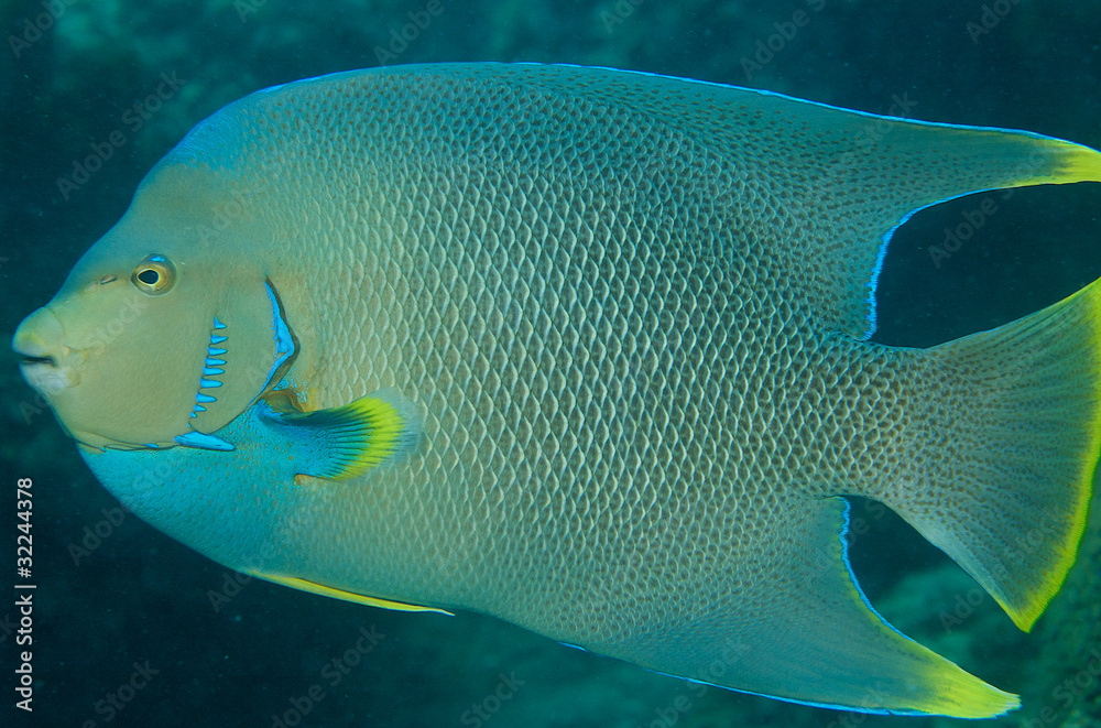 Blue Angelfish picture taken in south east Florida. Blue Angelfish picture taken in south east Florida.