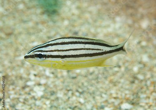 Juvenile Cottonwick Grunt, picture taken in south east Florida. photo