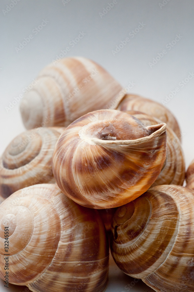 Lumache Lumache