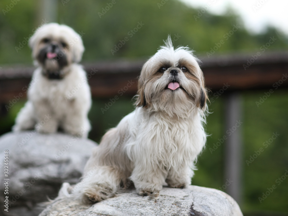 Cute funny shih tzu breed dog outdoors barking Cute funny shih tzu breed dog outdoors barking