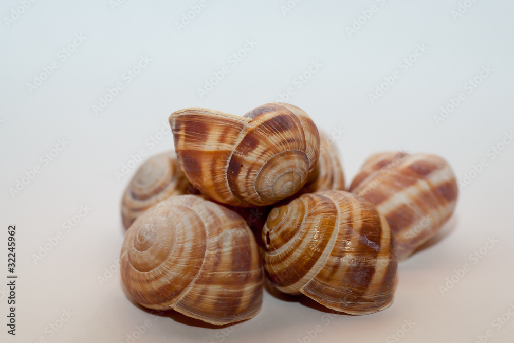 Lumache Lumache
