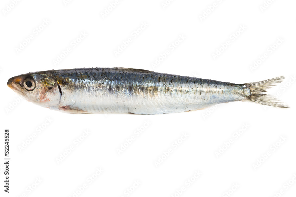 sardine sardine