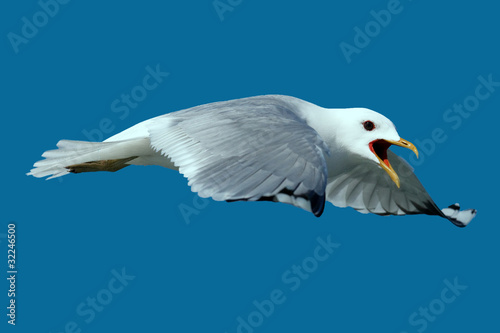 Seagull (Möwe)