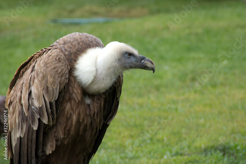 Griffon Vulture - Gyps Fulvus