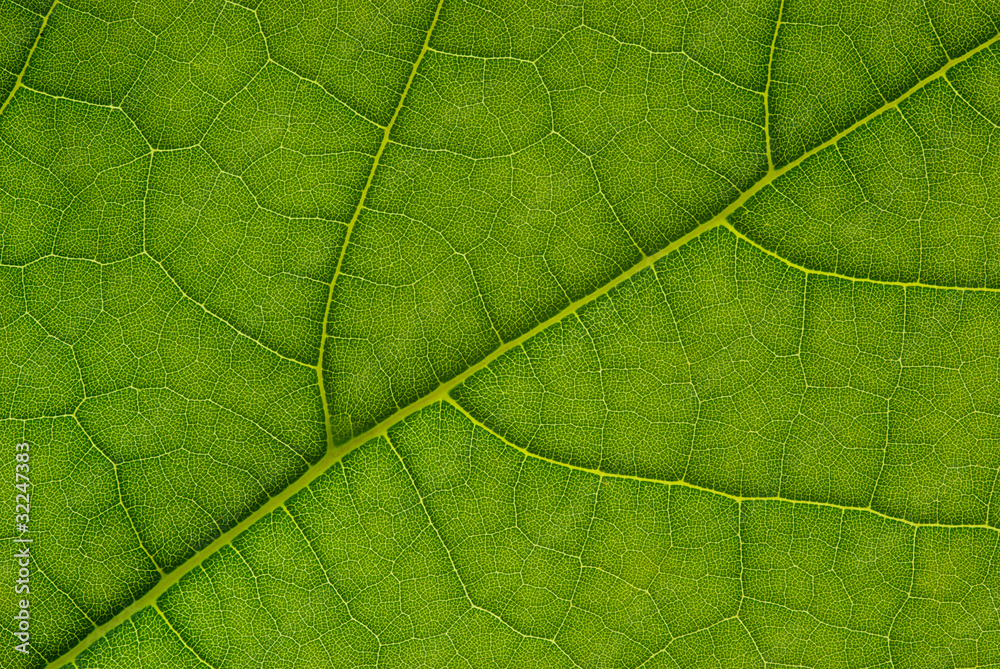 Feuille Feuille