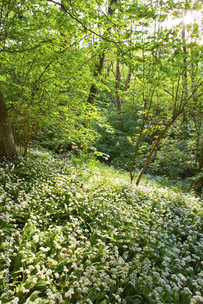 Obraz premium Wild garlic in spring, Lineover wood, Cheltenham.