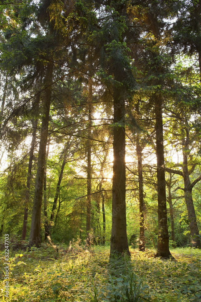 Obraz premium springtime forest at sunset.