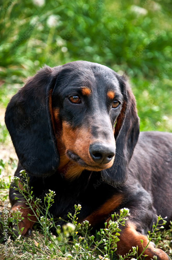 Dachshund