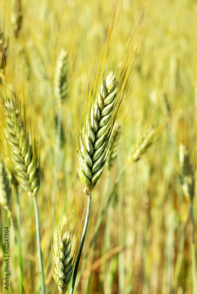 Spikes on wheat field.