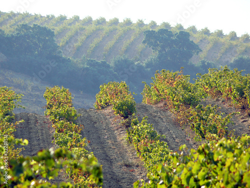 Vineyard rows in the hills of Banyuls sur Mer, Pyrenees Orientales, Languedoc Roussillon, France photo