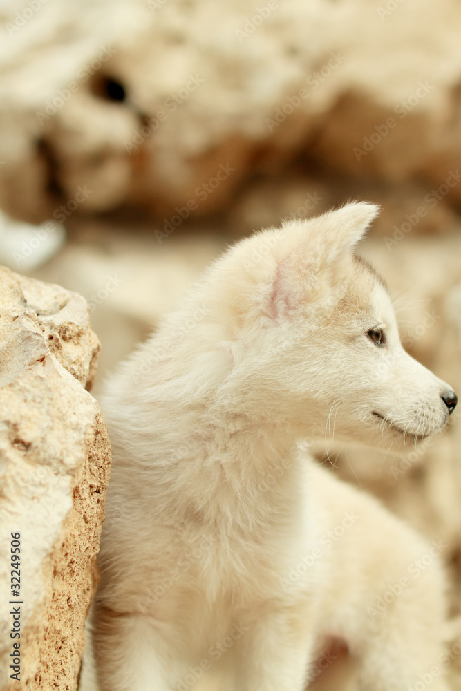 Obraz premium Alaska Puppies