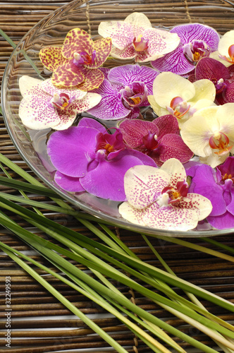 Elements of spa concept with orchid in a bowl and thin bamboo