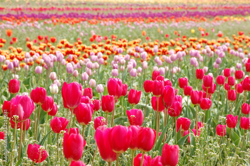 Tulip field