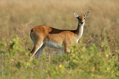 Red lechwe antelope, Chobe National Park, Botswana