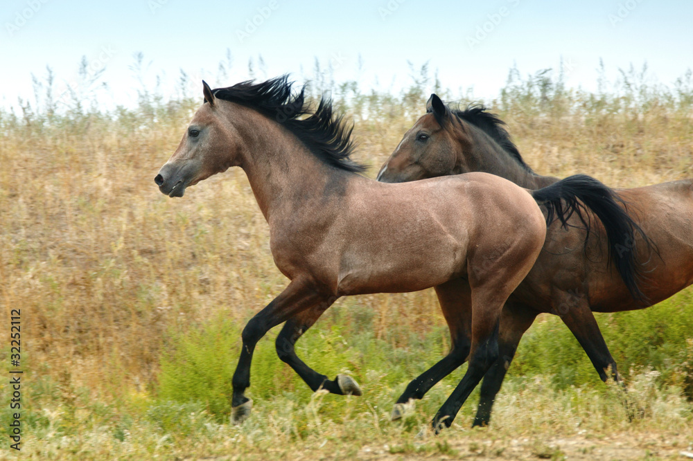 Running horses