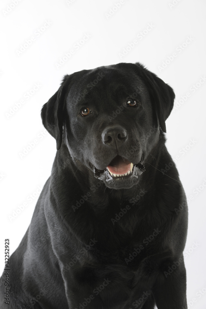 portrait du labrador noir en studio portrait du labrador noir en studio