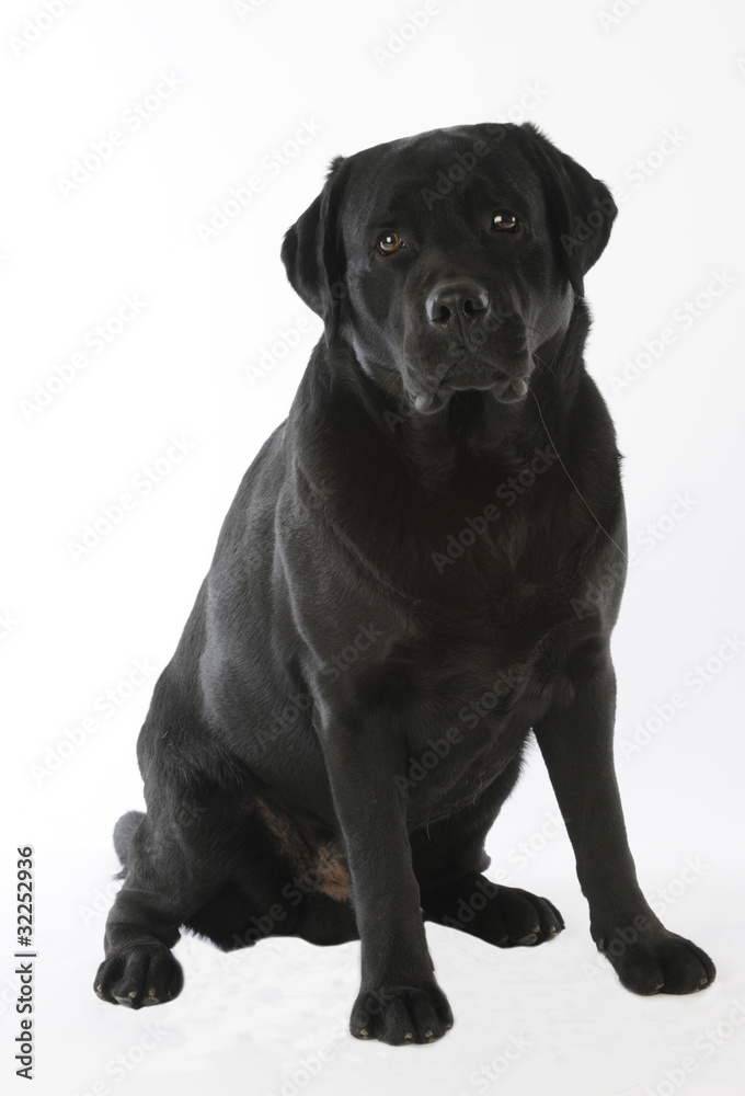 labrador noir assis de face - tendance à l'obésité