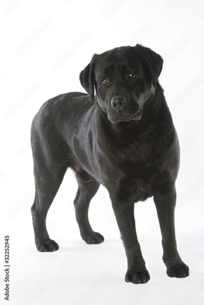 Obraz premium labrador noir debout de face en studio
