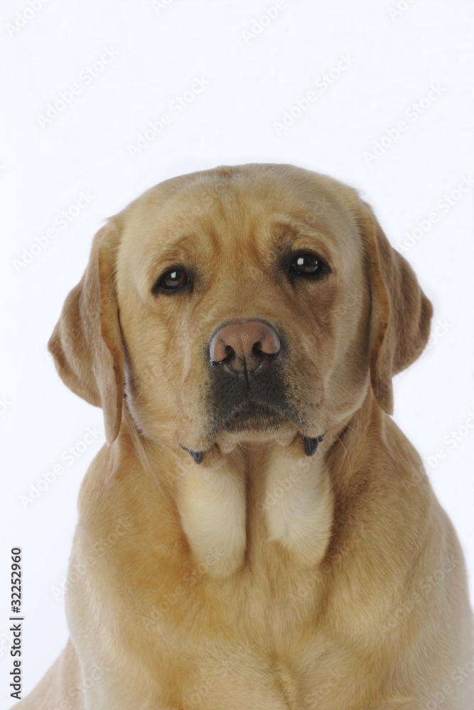 portrait du labrador en studio