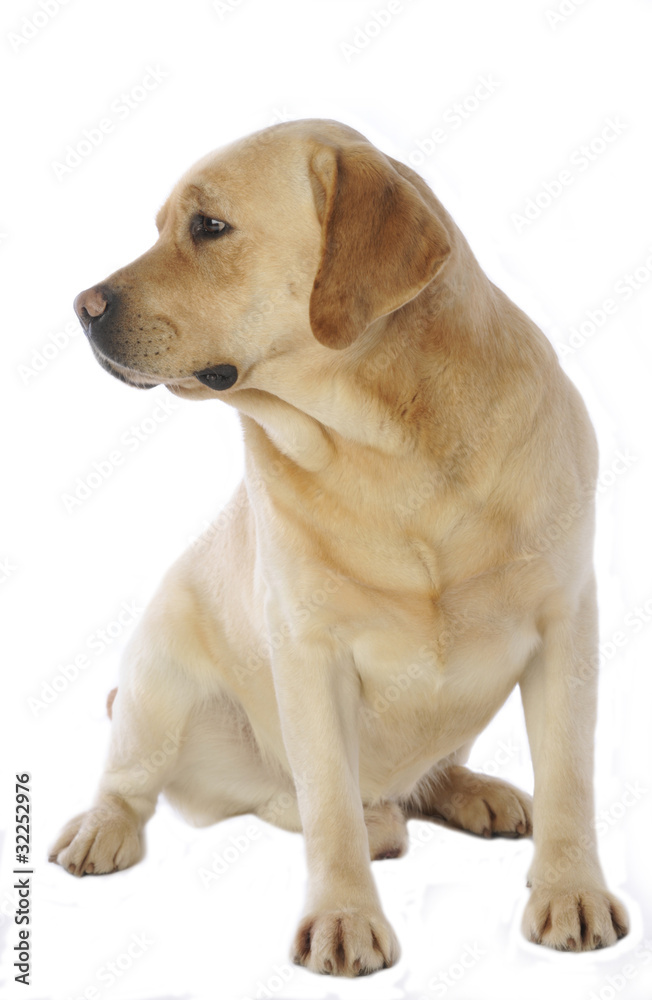 labrador tournant la tête