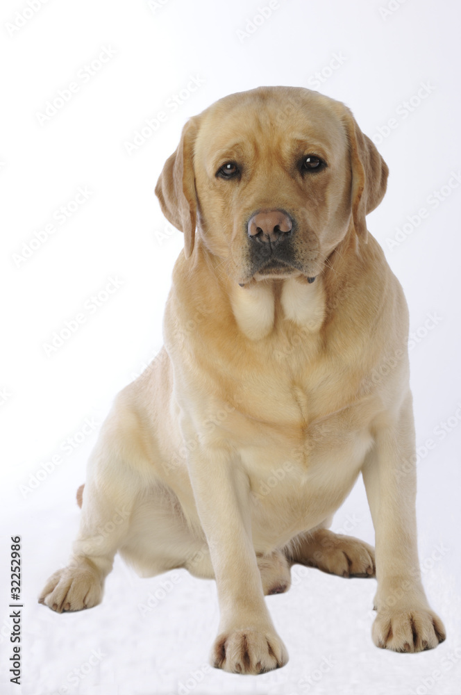 force tranquille du labrador