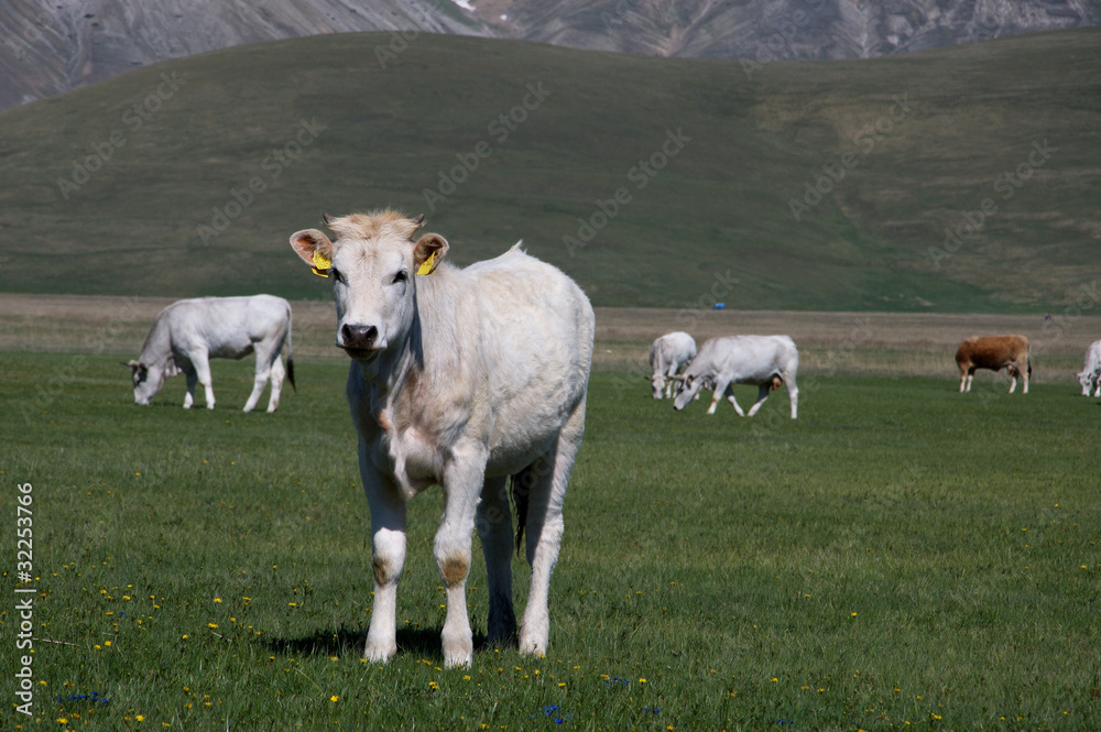 Fototapeta premium Mucche