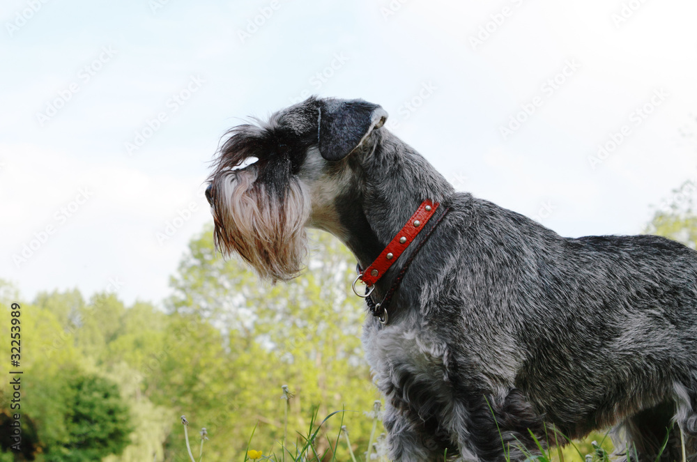 schnauzer schnauzer