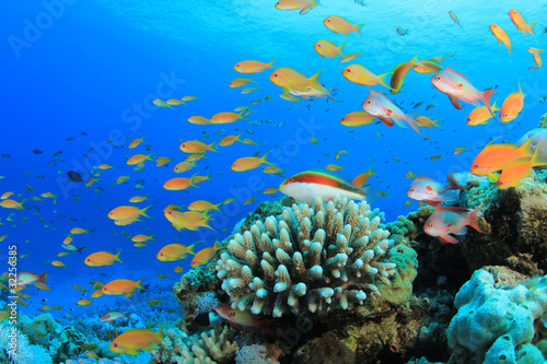 Tropical Fish on Coral Reef © Richard Carey