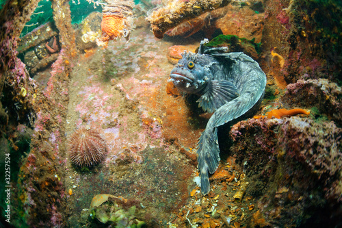 superintendent wreck - fringed blenny